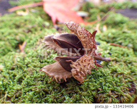 ブナの実 ブナの実 133419406