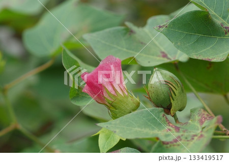 ピンクの綿の花 133419517