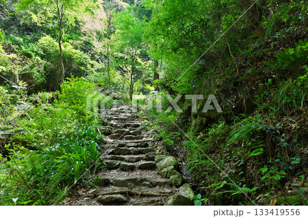 施福寺参道 133419556