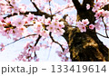上から見上げた桜の木の風景 クローズアップ 133419614