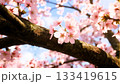 春の訪れを告げる桜のアップ画像 133419615