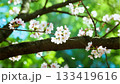 緑の背景と桜の拡大画像 133419616