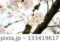 春の日差しを浴びる桜 133419617
