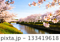 川沿いに並ぶ満開の桜の木々 133419618