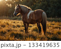 夕日に照らされた馬 133419635