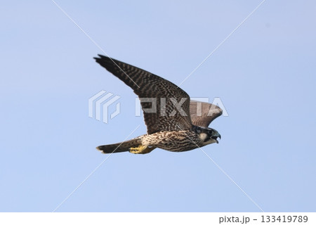 海岸に狩りをしているハヤブサ 133419789