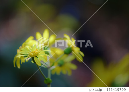 黄色いツワブキの花 黄色いツワブキの花 133419799