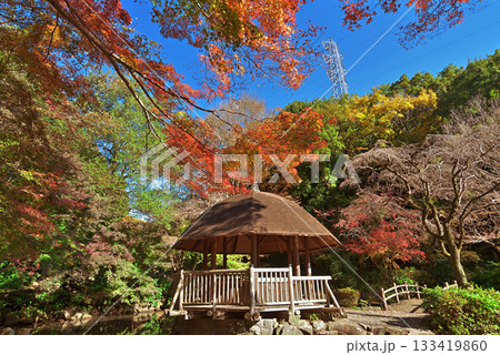 川崎市　宮前区　秋の東高根森林公園 133419860