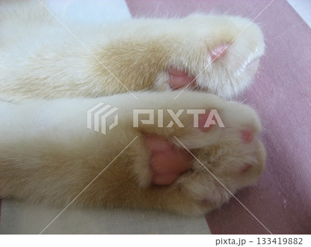 猫の肉球両足 猫の肉球両足 133419882