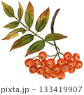 Rowan red ripe branch and berries and green leaves. Handmade watercolor autumn illustration on a white background. For printing on fabric, tableware, packaging 133419907