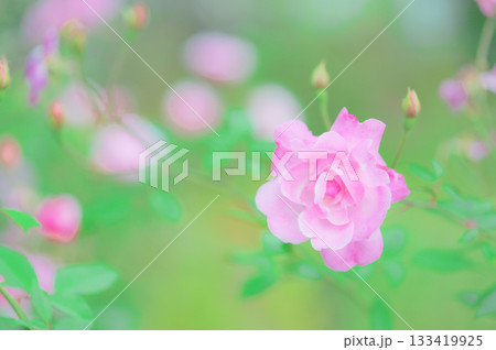 バラ バラ 133419925