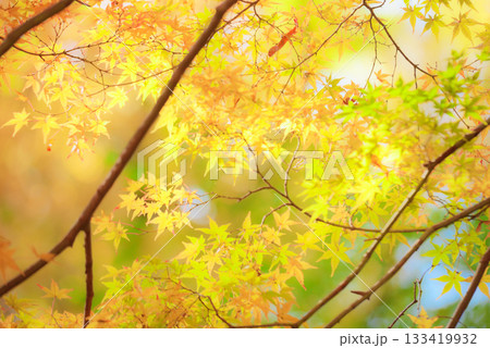 紅葉したモミジ 紅葉したモミジ 133419932