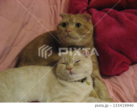 仲良し猫兄弟 133419940