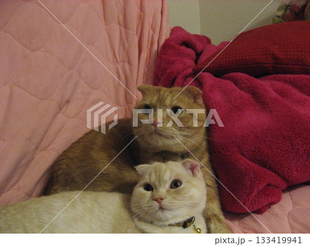 見つめる猫たち 133419941