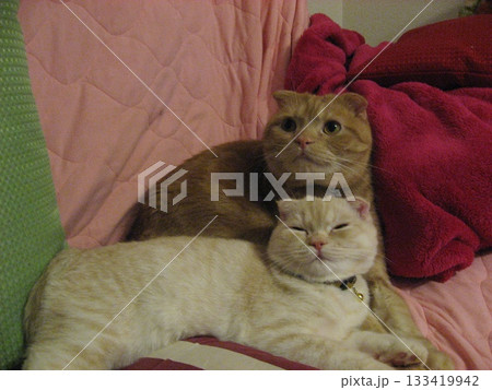 2匹の猫 133419942