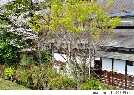 桜の季節 史跡 山吹の里歴史公園 越生町 桜の季節 史跡 山吹の里歴史公園 越生町 133419951