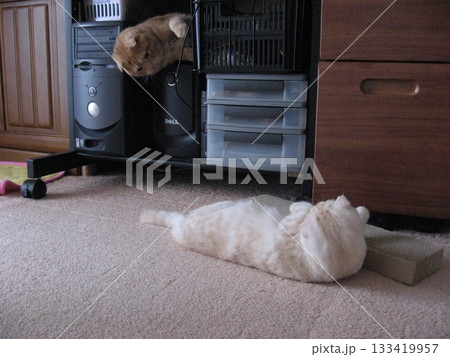 狙う猫と寝転ぶ猫 133419957