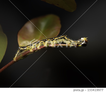 Poinciana Looper caterpillar Poinciana Looper caterpillar 133419977