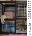 2階建てのケージでくつろぐ猫たち 2階建てのケージでくつろぐ猫たち 133419997