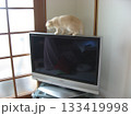 テレビに乗る猫 テレビに乗る猫 133419998
