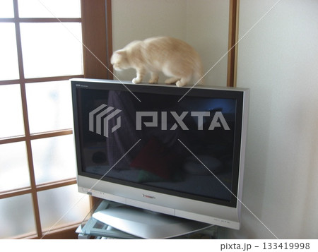 テレビに乗る猫 133419998