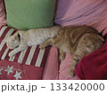 眠る猫たち 眠る猫たち 133420000