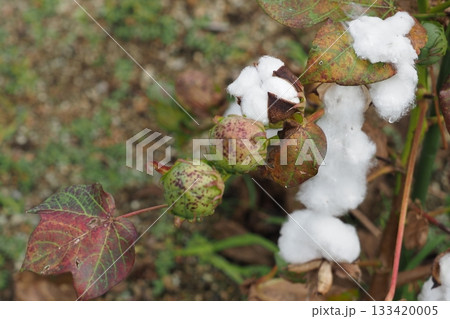 収穫の時期を迎えた綿の木 133420005