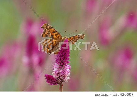 キタテハとノゲイトウの花 133420007
