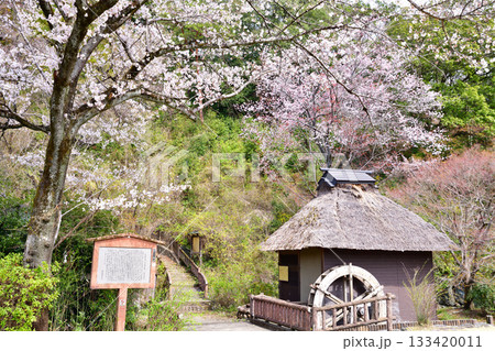 桜の季節　史跡　山吹の里歴史公園　越生町　　　 133420011