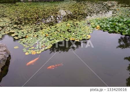 Peaceful Koi Fish Swimming Beneath Water Lilies in Calm Pond at Yeouido Park Urban Green Space Peaceful Koi Fish Swimming Beneath Water Lilies in Calm Pond at Yeouido Park Urban Green Space 133420016