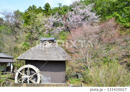 桜の季節　史跡　山吹の里歴史公園　越生町　　　 133420027