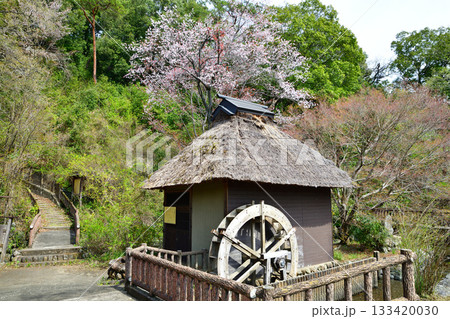 桜の季節　史跡　山吹の里歴史公園　越生町　　　 133420030