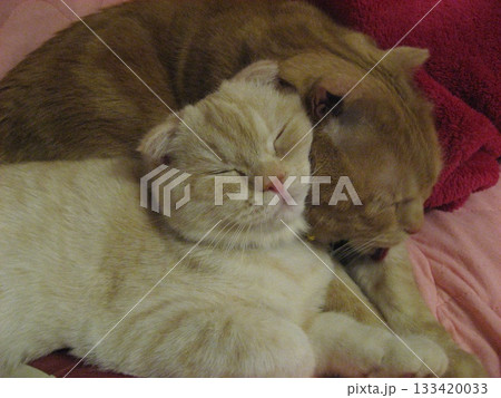 添い寝する猫 133420033