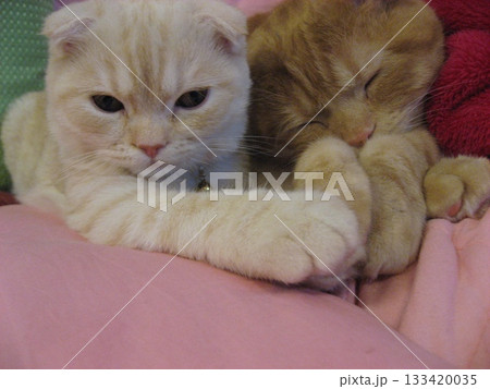 手をつなぐ猫 手をつなぐ猫 133420035