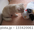 子猫と人形 子猫と人形 133420061