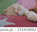 熟睡中の猫 熟睡中の猫 133420062