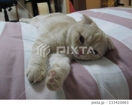 眠そうな猫 眠そうな猫 133420063