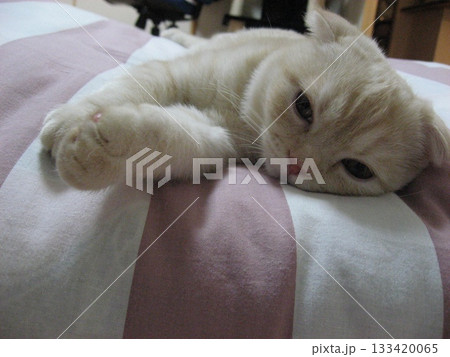 眠そうな猫 眠そうな猫 133420065