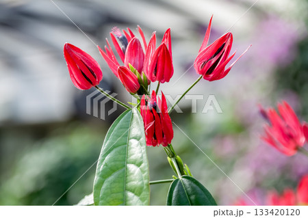 花弁は開かず筒状となるパボニア インテルメディア 133420120