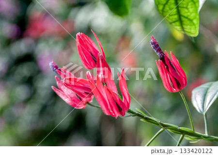 花弁は開かず筒状となるパボニア インテルメディア 133420122