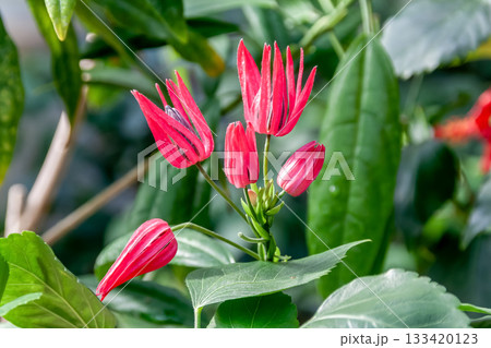 花弁は開かず筒状となるパボニア インテルメディア 133420123