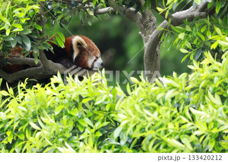 〔福井県・鯖江市西山動物園・5月〕樹上で穏やかに眠るレッサーパンダ 133420212