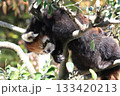 〔福井県・鯖江市西山動物園・11月〕樹上で枝にもたれかかって眠るレッサーパンダ　穏やかな眠り 133420213