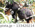 〔福井県・鯖江市西山動物園・11月〕樹上で枝にもたれかかって眠るレッサーパンダ　穏やかな眠り 133420214