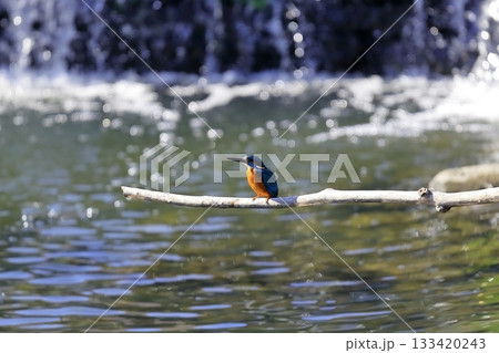 カワセミ 133420243