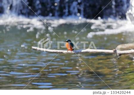 カワセミ カワセミ 133420244