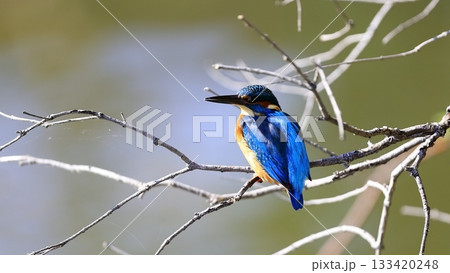 カワセミ 133420248