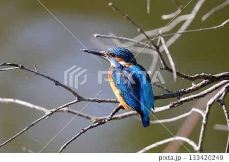 カワセミ 133420249