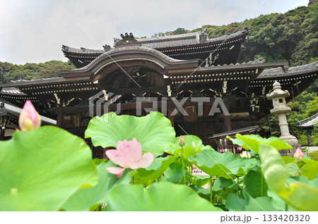 三室戸寺と蓮の花 133420320