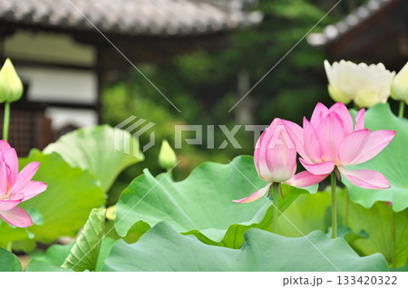 三室戸寺と蓮の花 三室戸寺と蓮の花 133420322